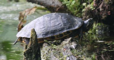 Terrapin
Now resident in Holland.
Keywords: Turtle