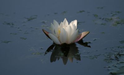Water lilly
Keywords: Flowers