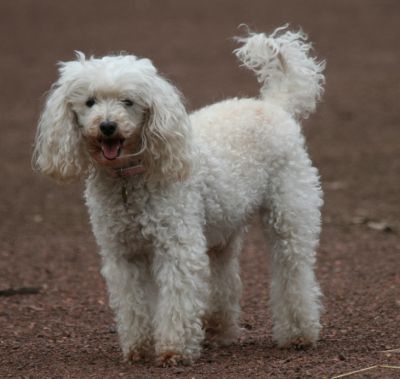 Lady
Keywords: Dogs