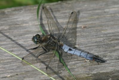 Black-tailed Skimmer
Black-tailed Skimmer Male
Orthetrum cancellatum
Keywords: Dragonfly