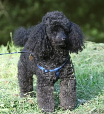 Bosco
Keywords: Dogs