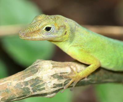 Gecko
Keywords: Lizard