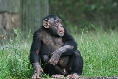 Young Chimpanzee
Keywords: Monkey