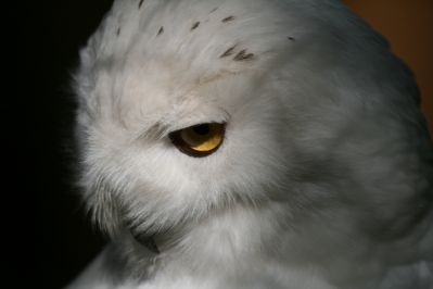 Snowy Owl 
This was taken while visiting Burgers Zoo near Arnhem in the Netherlands (Holland).
Snowy Owl 
(Bubo scandiacus)
Keywords: Birds