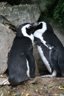 African Penguin
African Penguin (Spheniscus demersus), also known as the Black-footed Penguin
Keywords: Birds