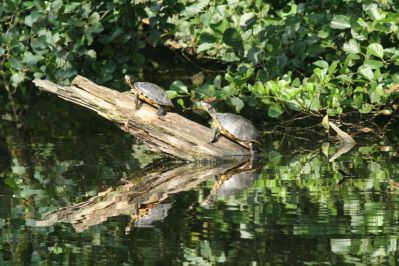 Terrapins
Now resident in Holland.
Keywords: Turtle