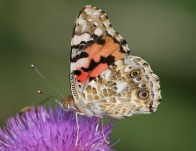 English painted Lady Butterfly
English painted Lady Butterfly and Peacock (butterfly)
Distelfalter family (Vanessa cardui)
Keywords: Butterfly