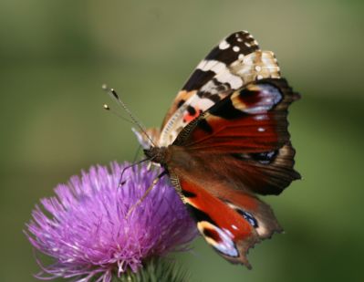 Peacock butterfly and The Painted Lady 
European Peacock butterfly (Inachis io), and The Painted Lady (Vanessa cardui)
Keywords: Butterfly
