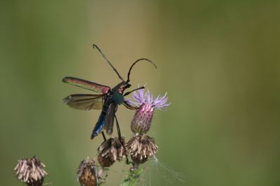 Longhorn Musk beetle
Longhorn Musk beetle
(Aromia moschata)
Cerambycinae Family of beetles

Keywords: Beetle