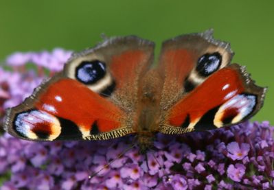 Peacock
European Peacock butterfly (Inachis io)
Keywords: Butterfly