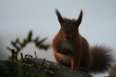red squirrel
red squirrel
or
Eurasian red squirrel (Sciurus vulgaris) The red squirrel is protected in most of Europe
Keywords: Squirrel