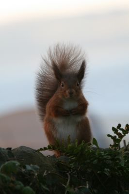 red squirrel
or
Eurasian red squirrel (Sciurus vulgaris) The red squirrel is protected in most of Europe
Keywords: Squirrel