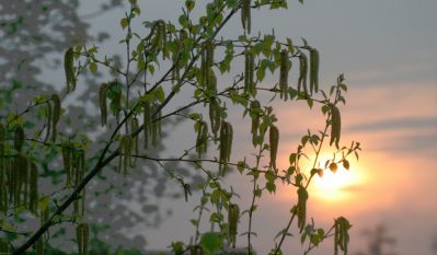 Sunset
Sunset through a silver birch
Keywords: Trees