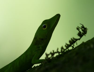 Jamaican Giant Anole
Jamaican Giant Anole 	(Anolis garmani) 

Keywords: Lizard.