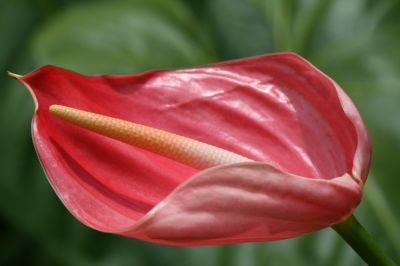 Red Jamaican flower
Jamaican Flower

Keywords: Flower.