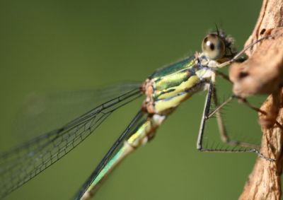 Female Emerald Spreadwing Damselfly
Female Emerald Spreadwing Damselfly
Keywords: Damselfly