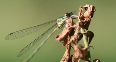Female Emerald Spreadwing Damselfly
Female Emerald Spreadwing Damselfly
Keywords: Damselfly