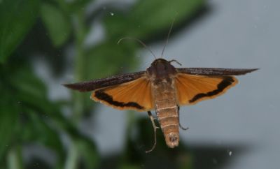 Red underwing moth
Catocala nupta
Keywords: Moth