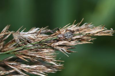 Grass spider
Keywords: Spider