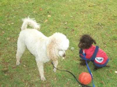 Kiko and wee Bruno
Keywords: Dogs
