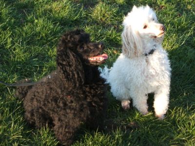 Lady and Bosco
Keywords: Dogs