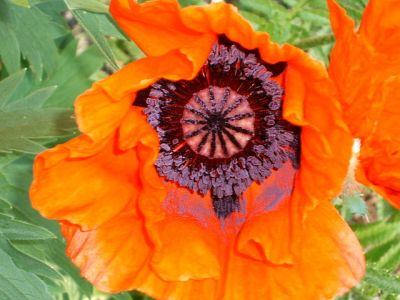 Poppy
Keywords: Flowers