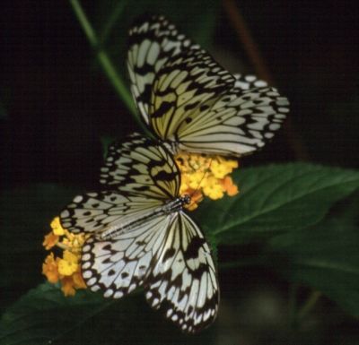 PaperKite buterflies
Taken on a visit to Bedford butterfly park.
Keywords: Butterfly