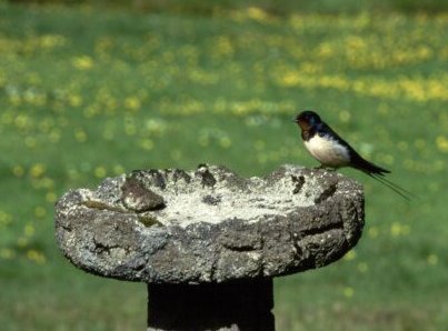 Swallow
Taken while visiting 
Whistlefield Hotel.
Loch Eck.
Near Dunoon.
Keywords: Birds