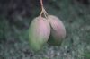 EOS_50D0342900x600.JPG
