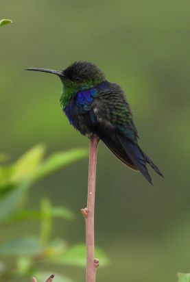 Hummingbird
Costa Rica
Keywords: Costs Rica