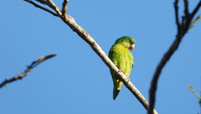 Small Parrot
Costa Rica
Keywords: Birds