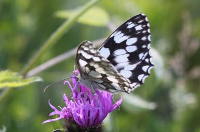 Marbeled white
The Marbled White (Melanargia galathea) is a butterfly in the family Nymphalidae.
Keywords: Butterfly