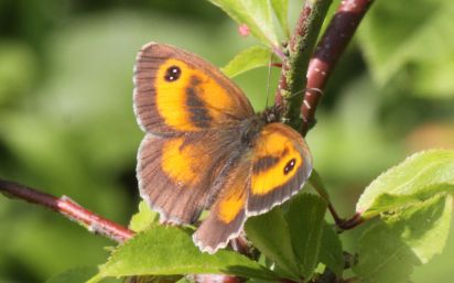 Gatekeeper (Male)
The Gatekeeper (Pyronia tithonus) sometimes called the Hedge Brown
Keywords: Butterfly