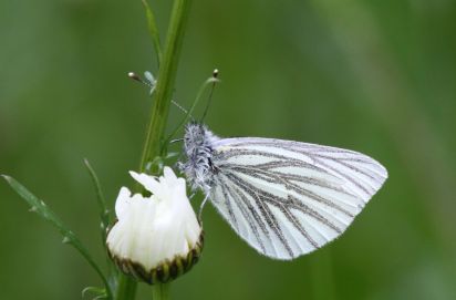 Green-veined White
The Green-veined White (Pieris napi) is a butterfly of the Pieridae family.
Keywords: Pieridae