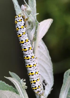 Mullein larve
Mullein Moth Caterpillar
Shargacucuilla verbasci
Keywords: Caterpiller