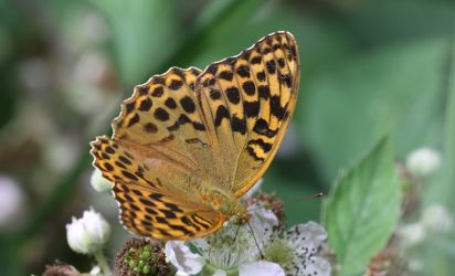 The Silver-washed Fritillary (Argynnis paphia) is a European species of butterfly, which was in decline for much of the 1970s and 1980s, but seems to be coming back to many of its old territories.
Keywords: Butterfly