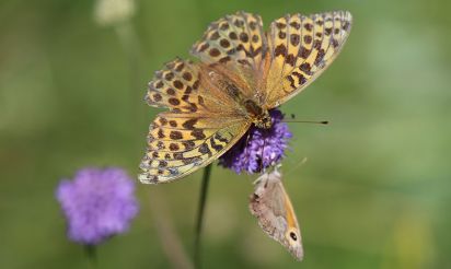 Silver-washed Fritillary and Meadow Brown
(Argynnis paphia) and (Maniola jurtina)  Taken in Brampton woods Cambridgeshire.
Keywords: Butterfly