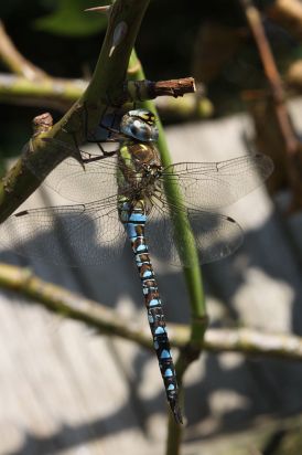 Souther Hawker.
Southern Hawker (Aeshna cyanea) Ramsey Forty Foot Cambridgeshire.
Keywords: Dragonfly