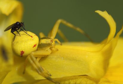 Yellow Crab Spider
Yellow crab spider with Fly on back
Misumena vatia
Keywords: Spider