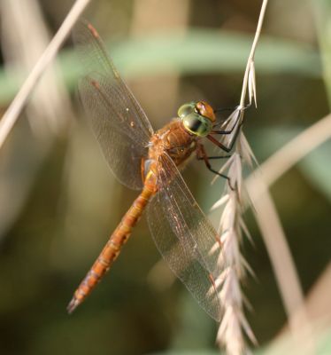 Brown Dragonfly
Keywords: Dragonfly